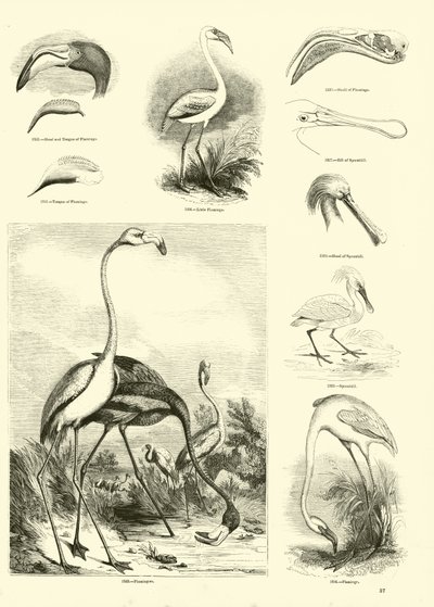 Pagina dal Museo Illustrato della Natura Animata da English School
