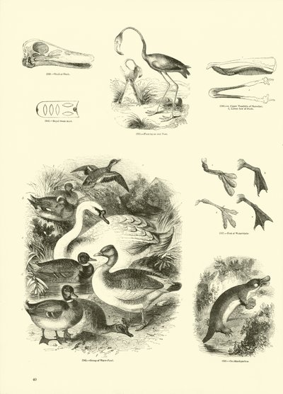 Pagina dal Museo Illustrato della Natura Animata da English School