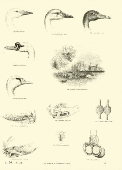 Pagina dal Museo Illustrato della Natura Animata da English School
