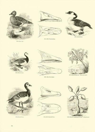 Pagina dal Museo Pittoresco della Natura Animata da English School