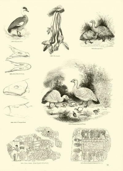 Pagina dal Museo Pittoresco della Natura Animata da English School