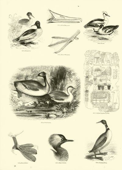 Pagina dal Museo Pittoresco della Natura Animata da English School