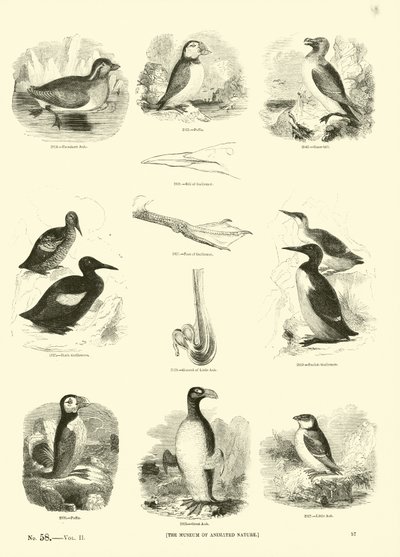 Pagina dal Museo Pittoresco della Natura Animata da English School