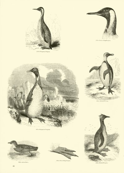 Pagina dal Museo Pittoresco della Natura Animata da English School