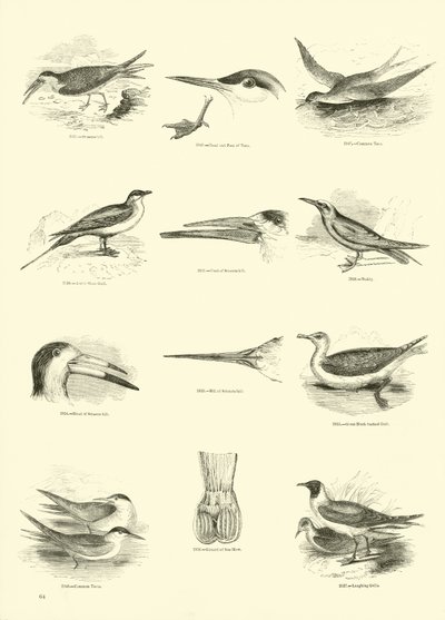 Pagina dal Museo Pittoresco della Natura Animata da English School