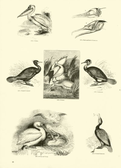 Pagina dal Museo Pittoresco della Natura Animata da English School