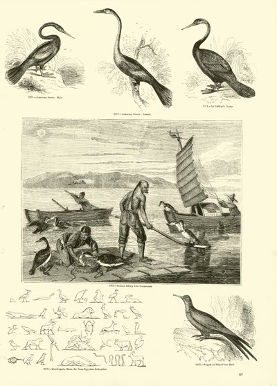 Pagina dal Museo Pittoresco della Natura Animata da English School