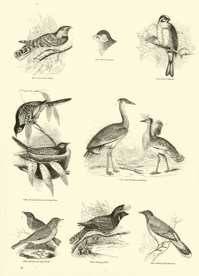 Pagina dal Museo Pittoresco della Natura Animata da English School