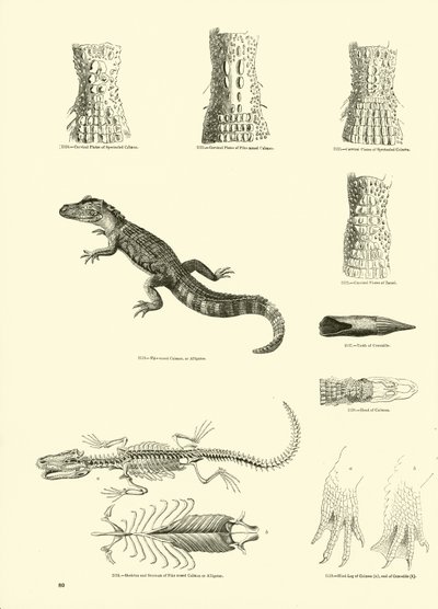 Pagina dal Museo Pittoresco della Natura Animata da English School
