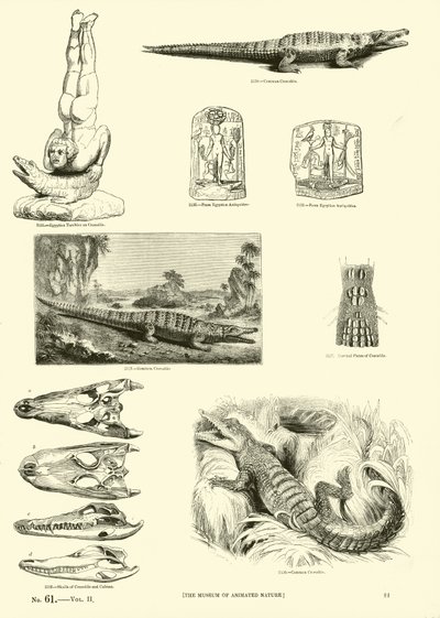 Pagina dal Museo Pittoresco della Natura Animata da English School