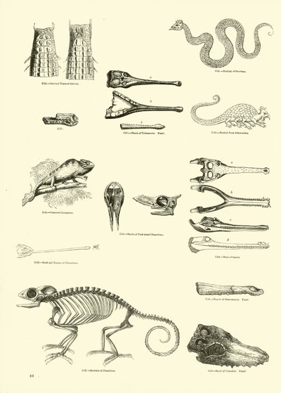 Pagina dal Museo Pittoresco della Natura Animata da English School