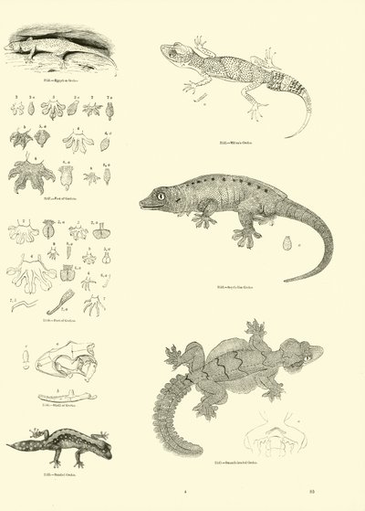 Pagina dal Museo Pittoresco della Natura Animata da English School