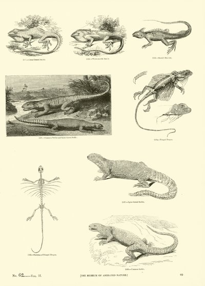 Pagina dal Museo Pittoresco della Natura Animata da English School