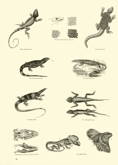 Pagina dal Museo Pittoresco della Natura Animata da English School
