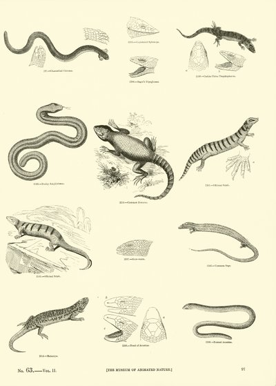 Pagina dal Museo Pittoresco della Natura Animata da English School