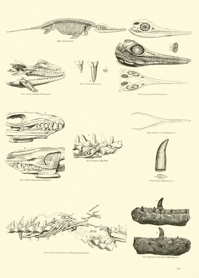 Pagina dal Museo Pittoresco della Natura Animata da English School