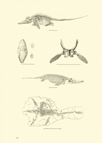 Pagina dal Museo Pittoresco della Natura Animata da English School