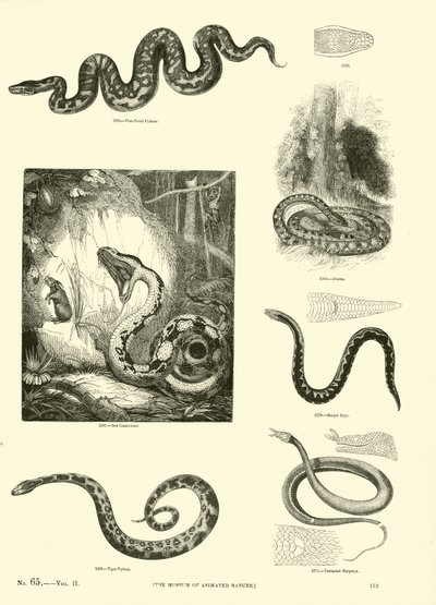 Pagina dal Museo Pittoresco della Natura Animata da English School