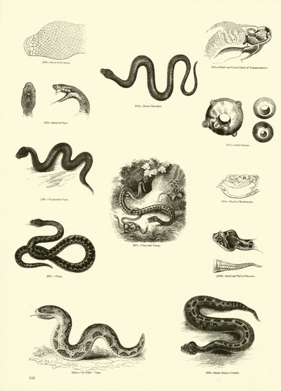 Pagina dal Museo Pittoresco della Natura Animata da English School