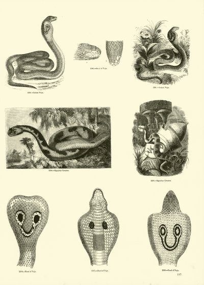 Pagina dal Museo Pittoresco della Natura Animata da English School
