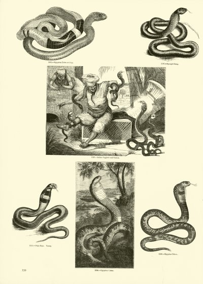 Pagina dal Museo Pittoresco della Natura Animata da English School