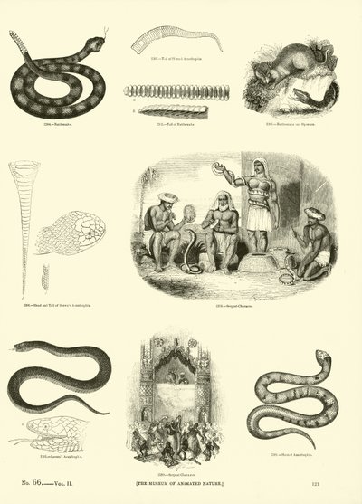 Pagina dal Museo Pittoresco della Natura Animata da English School