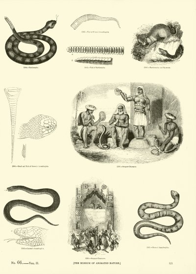 Pagina dal Museo Pittoresco della Natura Animata da English School