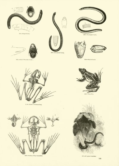 Pagina dal Museo Pittoresco della Natura Animata da English School