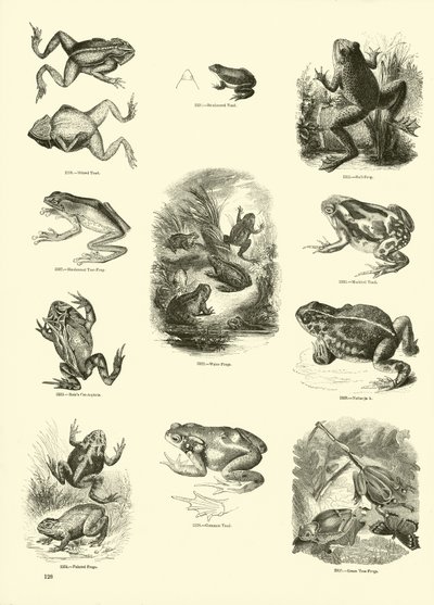 Pagina dal Museo Pittoresco della Natura Animata da English School