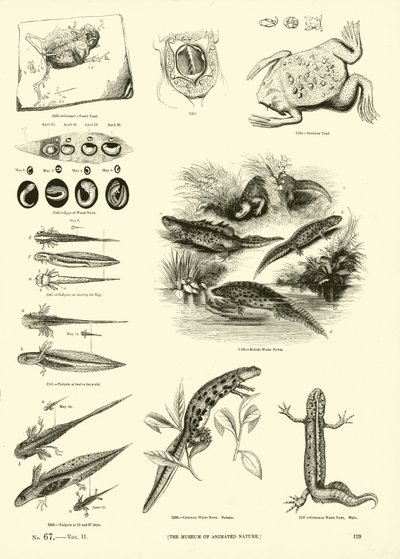 Pagina dal Museo Pittoresco della Natura Animata da English School