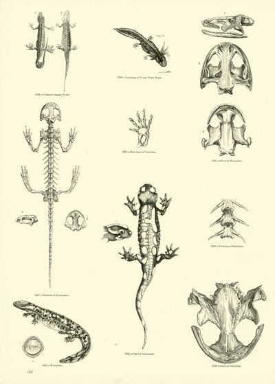 Pagina dal Museo Pittoresco della Natura Animata da English School