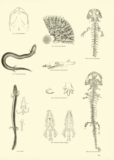 Pagina dal Museo Pittoresco della Natura Animata da English School