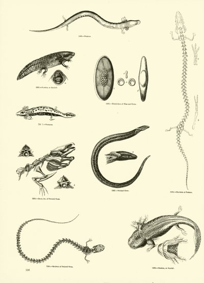Pagina dal Museo Pittoresco della Natura Animata da English School