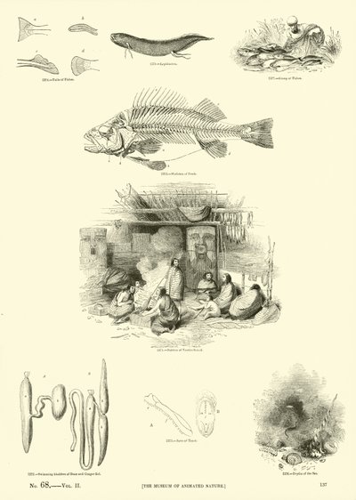 Pagina dal Museo Pittoresco della Natura Animata da English School