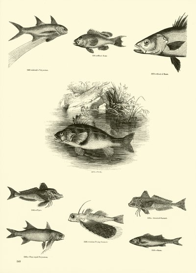 Pagina dal Museo Pittoresco della Natura Animata da English School