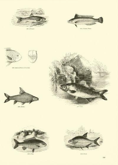 Pagina dal Museo Pittoresco della Natura Animata da English School
