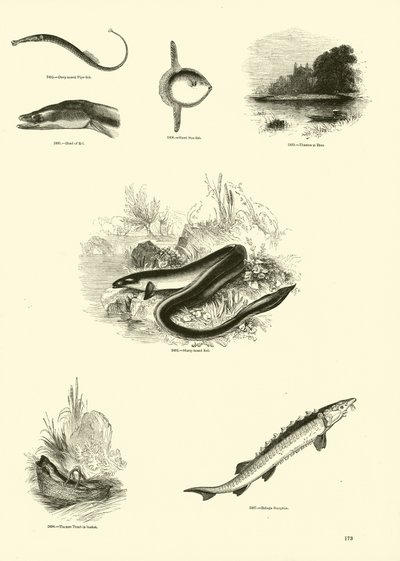 Pagina dal Museo Pittoresco della Natura Animata da English School