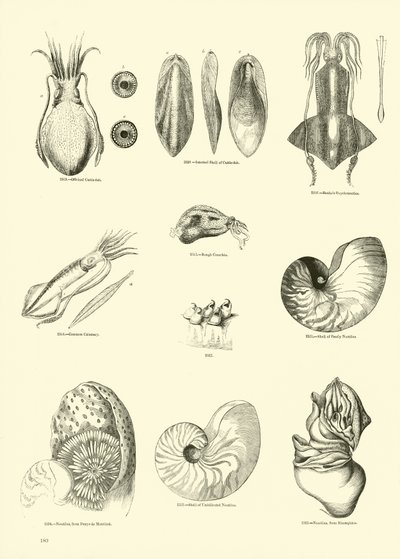 Pagina dal Museo Pittoresco della Natura Animata da English School