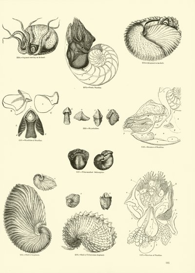 Pagina dal Museo Pittoresco della Natura Animata da English School