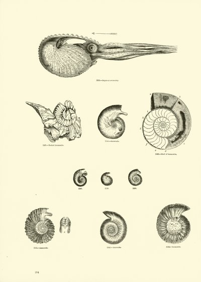 Pagina dal Museo Pittoresco della Natura Animata da English School