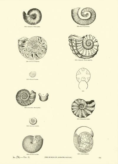 Pagina dal Museo Pittoresco della Natura Animata da English School