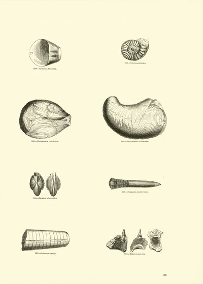 Pagina dal Museo Pittoresco della Natura Animata da English School