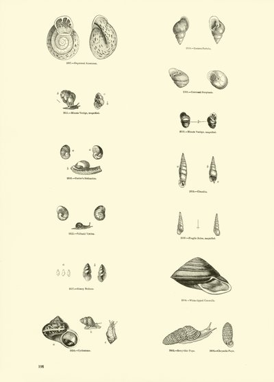 Pagina dal Museo Pittoresco della Natura Animata da English School