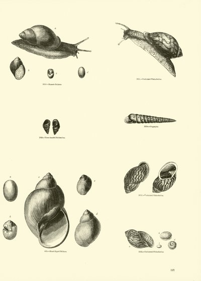 Pagina dal Museo Pittoresco della Natura Animata da English School