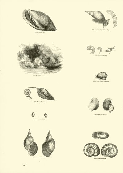 Pagina dal Museo Pittoresco della Natura Animata da English School