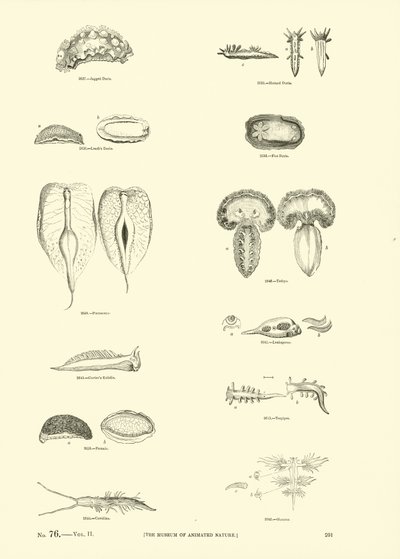 Pagina dal Museo Pittoresco della Natura Animata da English School