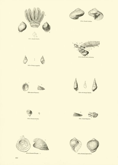 Pagina dal Museo Pittoresco della Natura Animata da English School