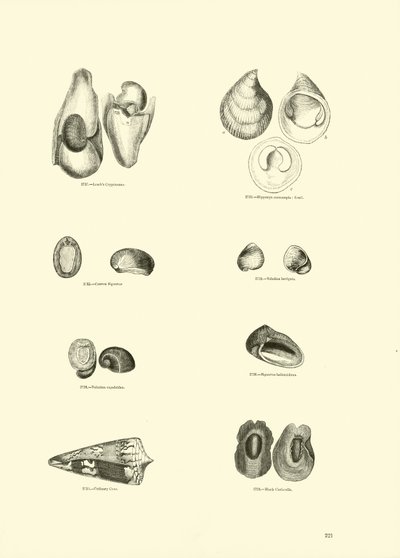 Pagina dal Museo Pittoresco della Natura Animata da English School