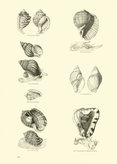Pagina dal Museo Pittoresco della Natura Animata da English School