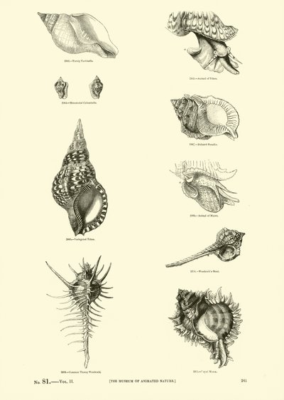 Pagina dal Museo Pittoresco della Natura Animata da English School